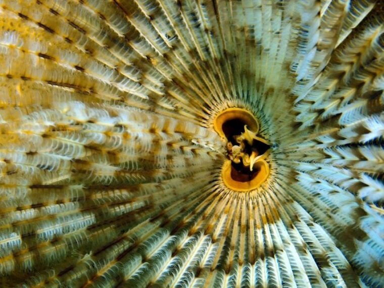 phu-quoc-scuba-diving-experience-for-all-levels