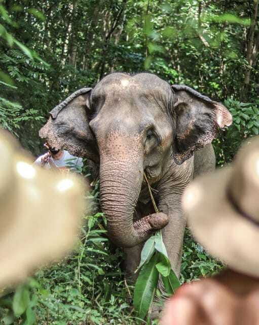 phuket-elephant-nature-reserve-entry-ticket-and-guided-tour