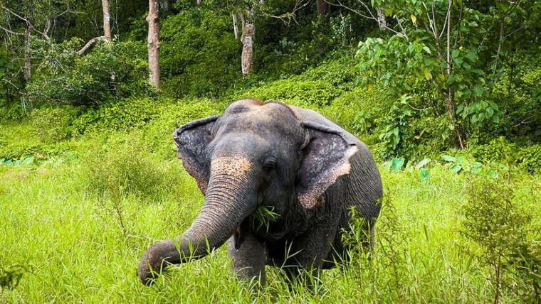 phuket-elephant-sanctuary-half-day-with-vegetarian-meal
