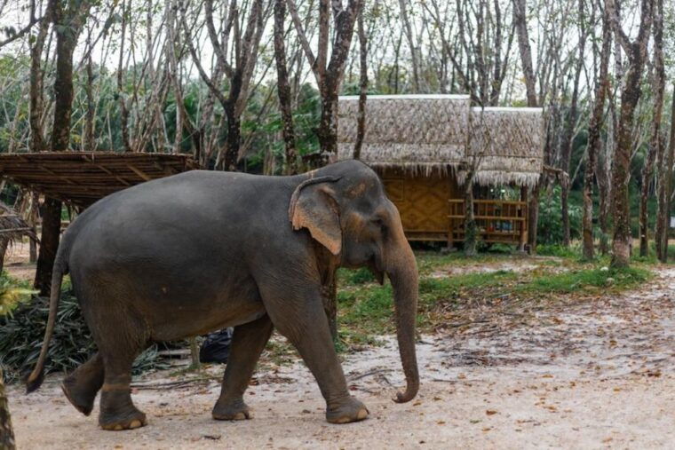 phuket-elephant-sanctuary-tour-cooking-class-lunch