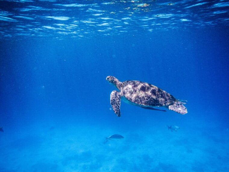 phuket-khao-lak-speedboat-snorkel-tour-to-similan-islands