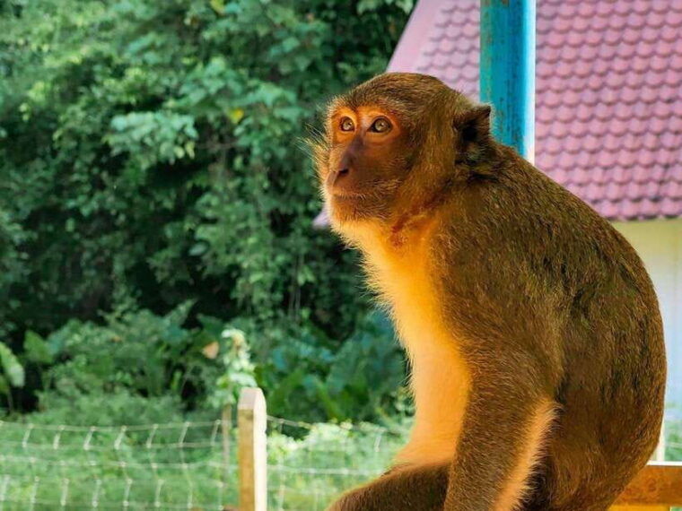 phuket-khao-sok-and-cheow-lan-lake-tour-with-lunch