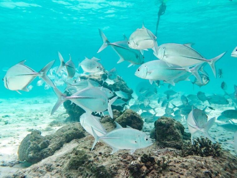 phuket-similan-island-full-day-trip-by-speedboat-with-meals