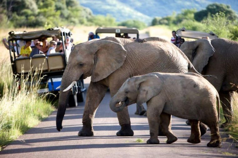 pilanesberg-game-reserve-safari-with-pickup-in-johannesburg