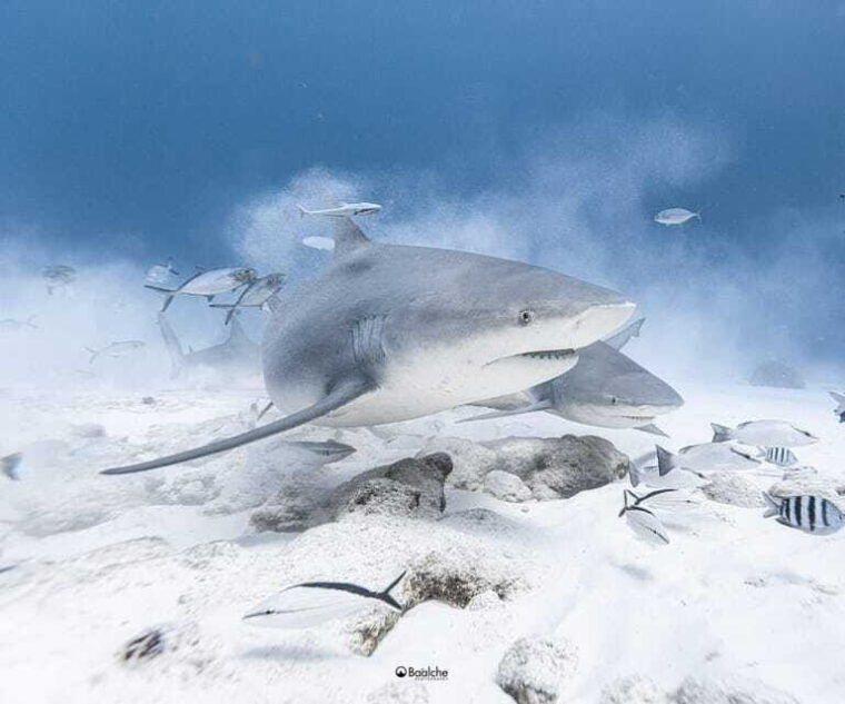 playa-del-carmen-diving-with-bull-sharks