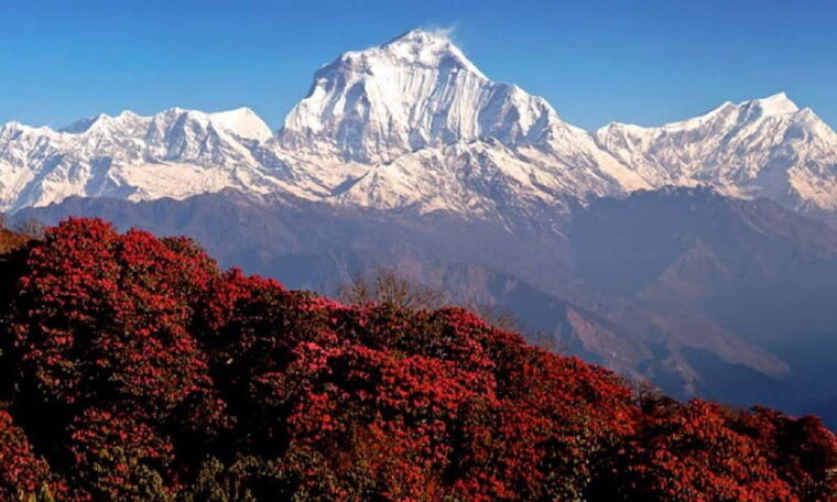 pokhara-3-day-ghorephani-poonhill-himalayan-paradise-trek
