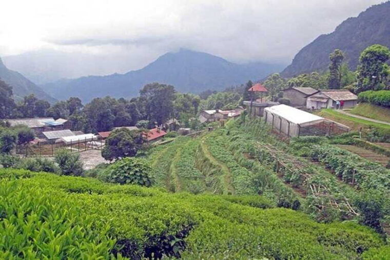 pokhara-5-day-farming-experiencevegitable-fruitsmilking