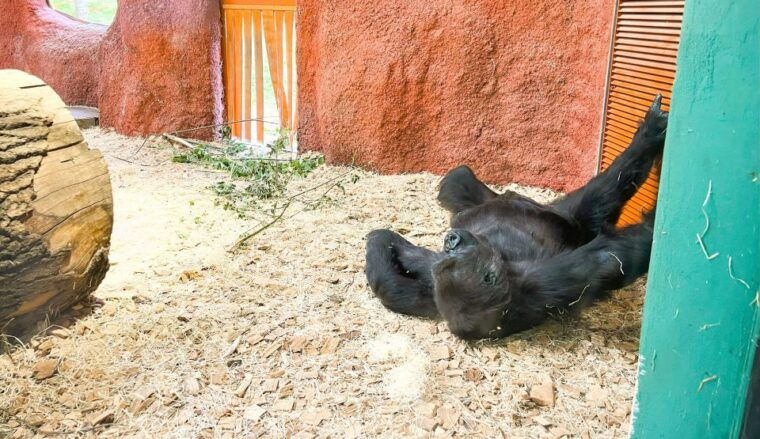 prague-prague-zoo-audio-guide-with-e-ticket