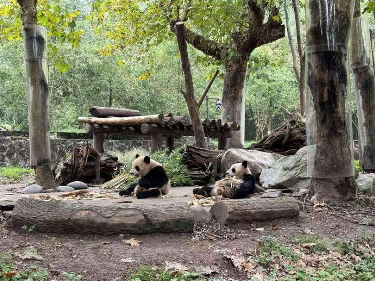 private-all-inclusive-half-day-tour-to-chengdu-panda-base