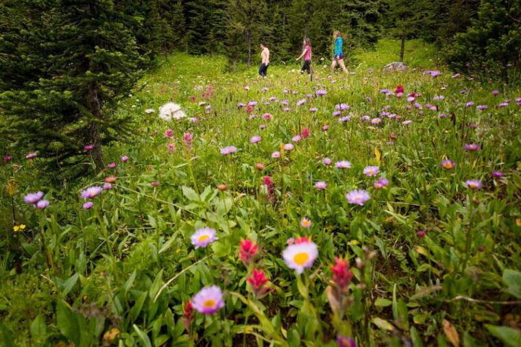 private-bear-country-hiking-tour-4h-adventure