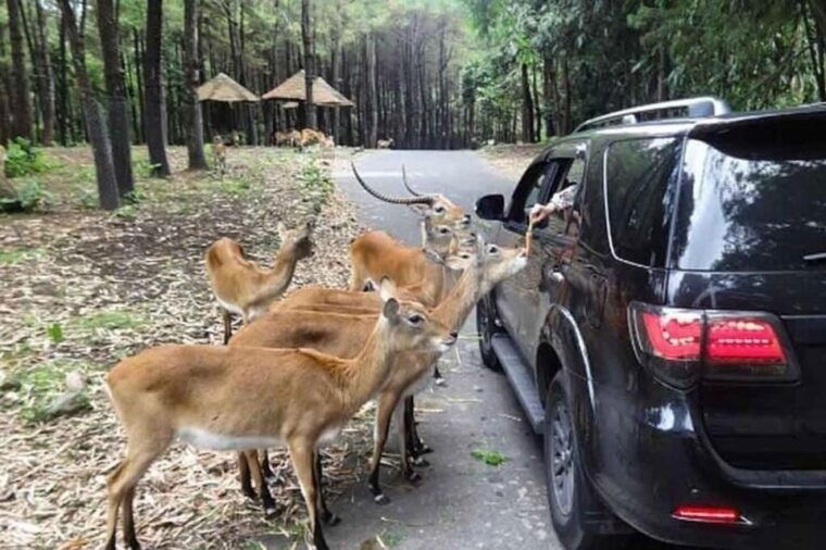 private-trip-safari-park-from-surabaya-malang-all-inclusive