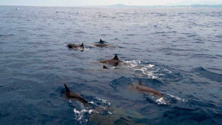 puerto-escondido-boat-tour-among-dolphins-and-turtles