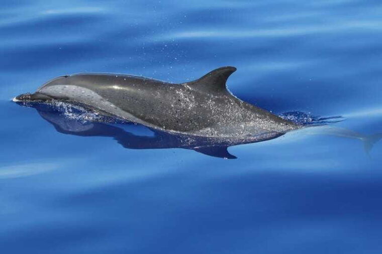 puerto-escondido-the-best-dolphin-watching-adventure