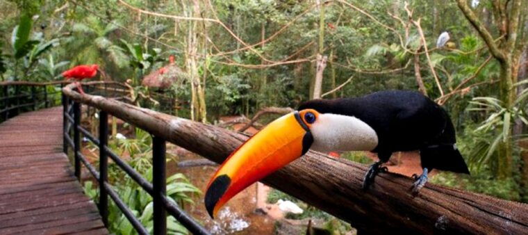 puerto-iguazu-iguaza-falls-brazilian-side-bird-park-tour