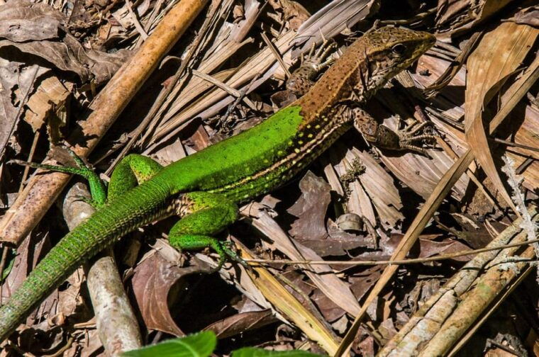 puerto-maldonado-4-day-amazon-rainforest-adventure