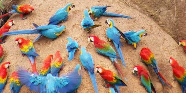 puerto-maldonado-parrot-and-macaw-clay-lick-excursion