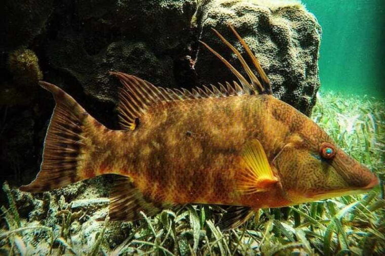 puerto-morelos-snorkeling-guided-activity