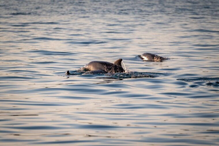 pula-brijuni-national-park-sunset-dolphins-dinner-cruise