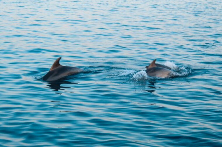pula-brijuni-sunset-dolphin-cruise-with-dinner-drinks