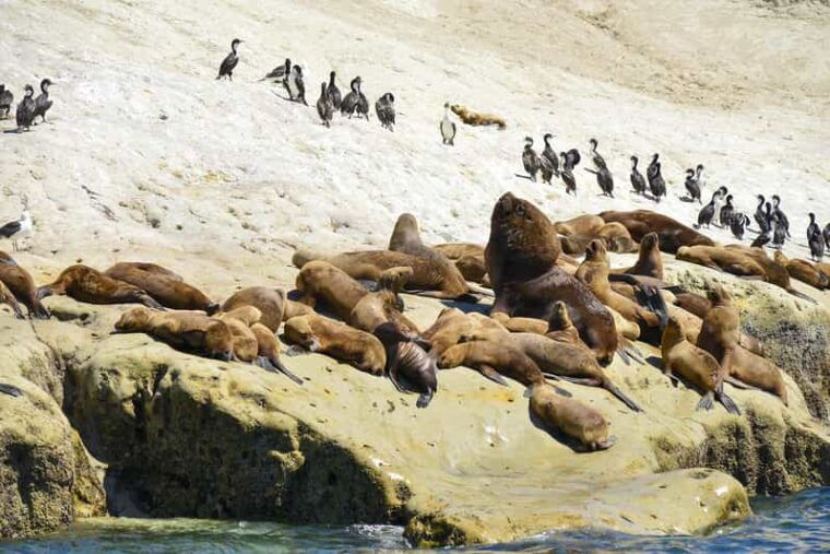 punta-loma-shore-excursion-with-city-tour