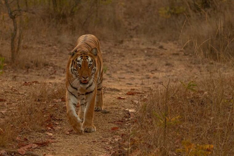 ranthambhore-ranthambhore-tiger-reserve-booking