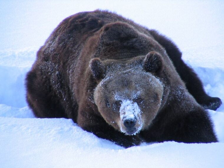 ranua-wildlife-park-guided-tour-from-rovaniemi