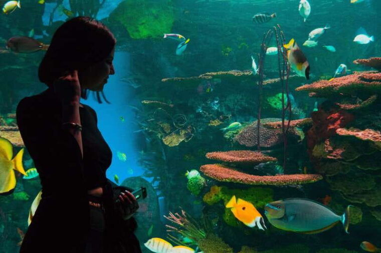 ripleys-aquarium-sharks-after-dark-entry-after-5pm