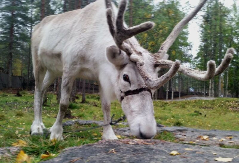 rovaniemi-authentic-reindeer-farm-canoeing