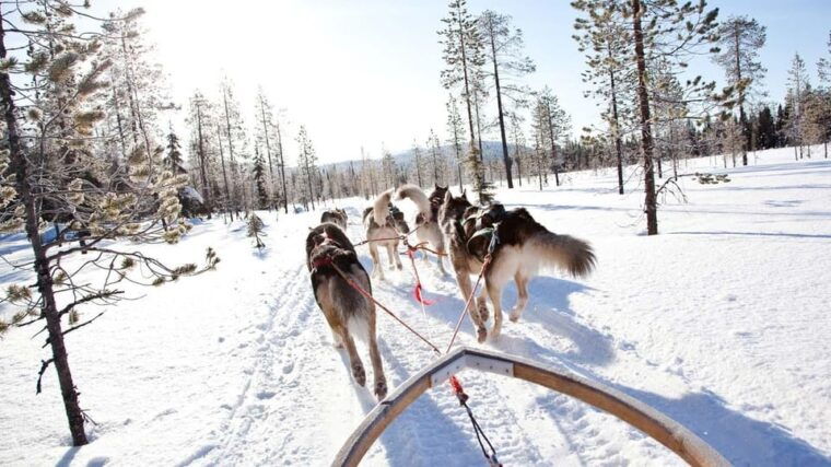 rovaniemi-husky-sled-ride-and-farm-visit