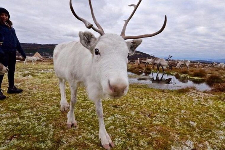 rovaniemi-reindeer-farm-visit-in-the-summer