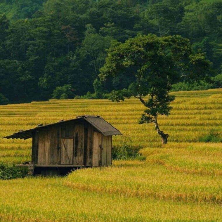 sa-pa-2-day-trekking-tour-with-ethnic-minority-homestay