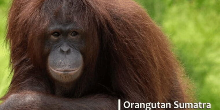 safari-lagoi-eco-farm-bintan