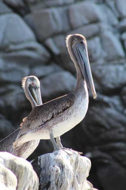 safari-through-the-mangroves-in-ventanilla-oaxaca