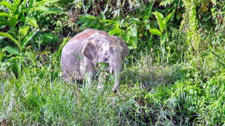 sandakan-2-days-1-night-bilit-kinabatangan-river-wildlife