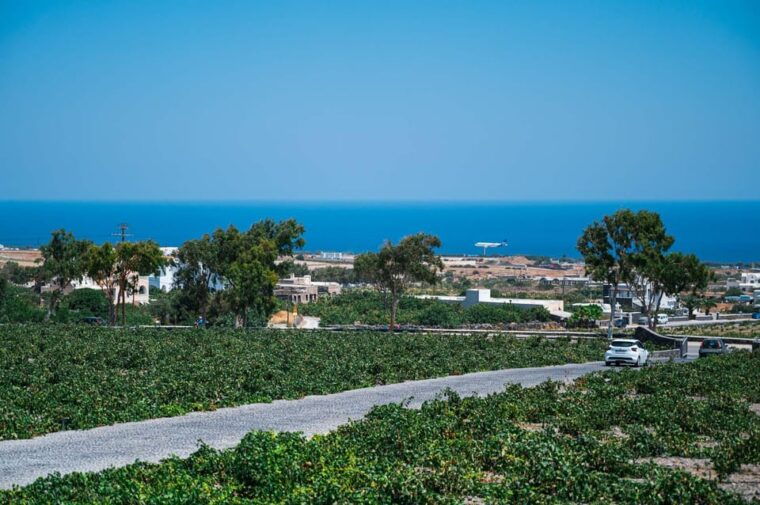 santorini-wine-tasting-and-vineyard-tour