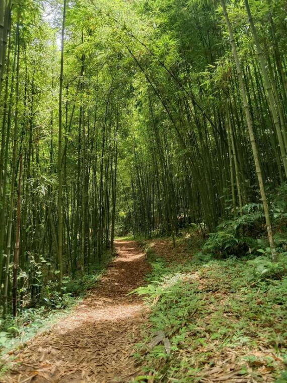 sapa-2-days-walking-1-night-at-homestay-with-local-guide