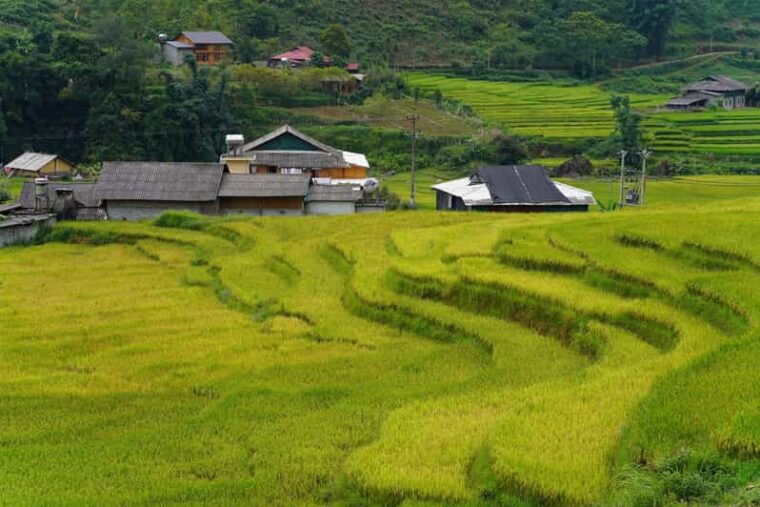sapa-trip-to-y-linh-ho-lao-chai-ta-van-cat-cat-village