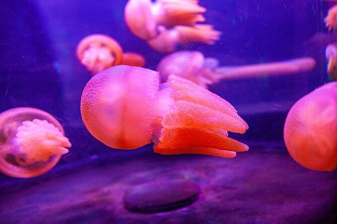 SEA LIFE Sydney Aquarium Entrance Ticket - FAQ