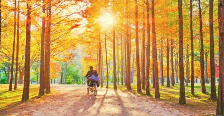 seoul-nami-petite-france-italian-village-railbike-option
