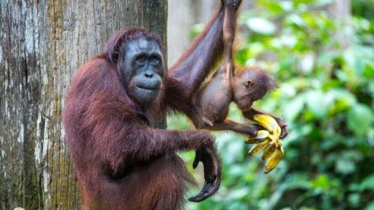 sepilok-orangutan-sun-bear-half-day-tour-sandakan