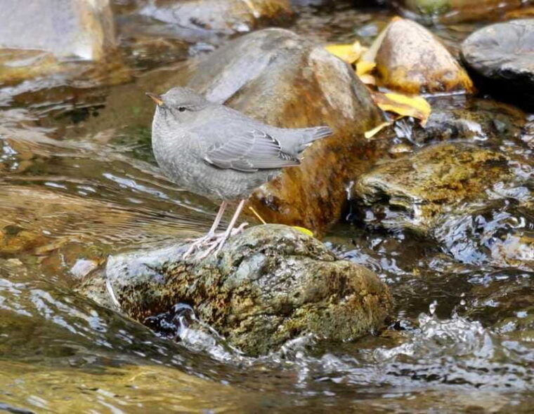 september-2025-british-columbia-rocky-mountain-birding-tour
