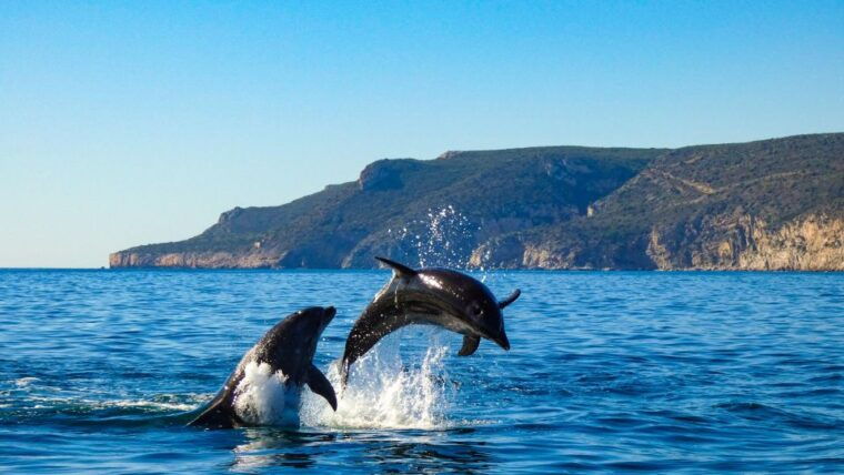 sesimbra-arrabida-dolphin-watching-boat-tour-with-biologist