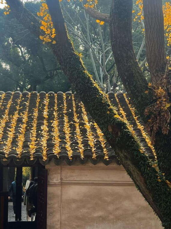 shanghai-one-day-tour-to-suzhou-lingering-garden-tiger-hill