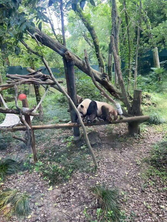 shanghai-zoo-and-zhujiajiao-water-town-tour-with-boat-ride