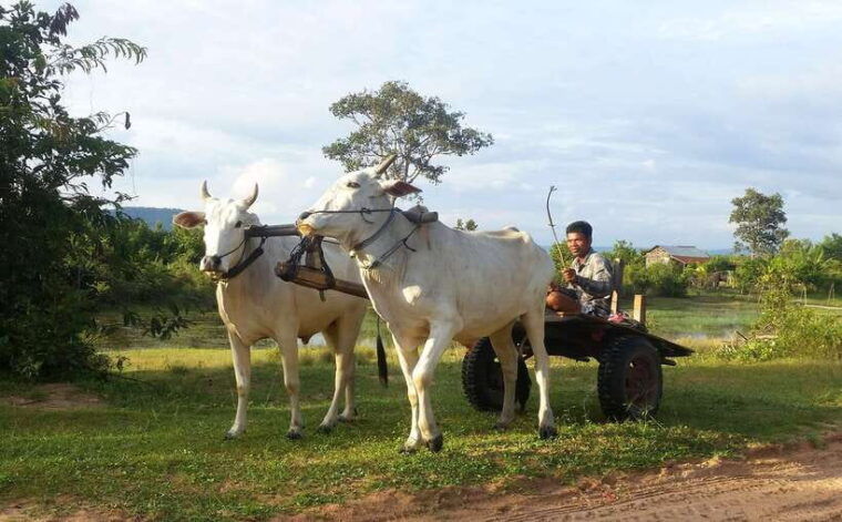 siem-reap-6-hour-easy-rider-motorbike-tour