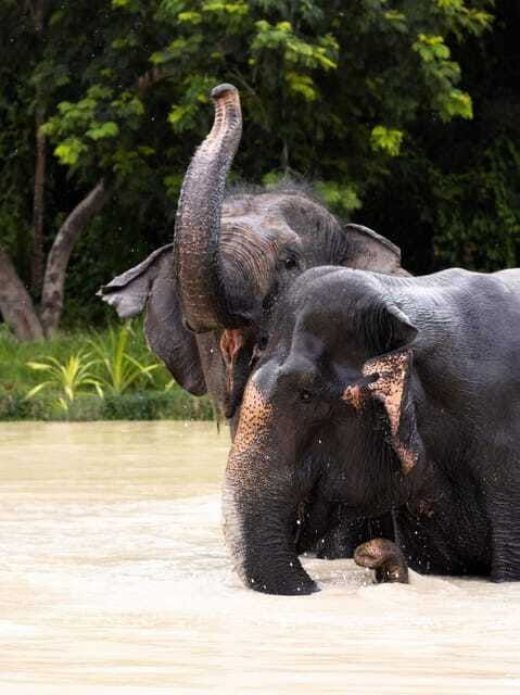 siem-reap-dine-with-elephants-a-nature-wildlife-journey