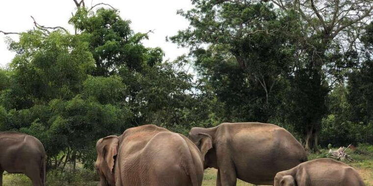 sigiriya-and-dambulla-private-full-day-tour