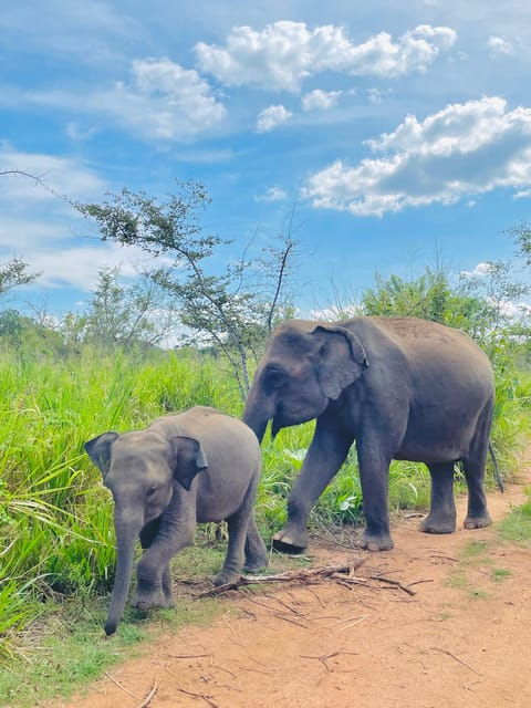 sigiriya-dambulla-habarana-minneriya-national-park-safari