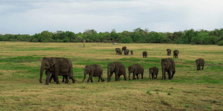 sigiriya-lion-rock-evening-safari-full-day-private-tour