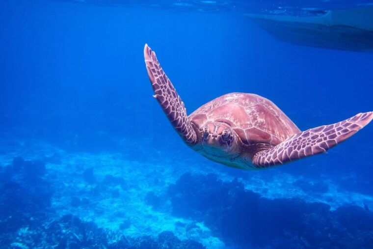 similan-island-snorkeling-crystal-waters-marine-life
